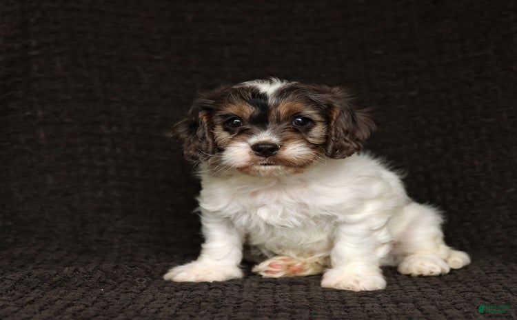 Cavapoo dogs for sale - Ad 4