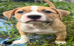 American Pit Bull Terrier dogs for sale: Helga - Image 6