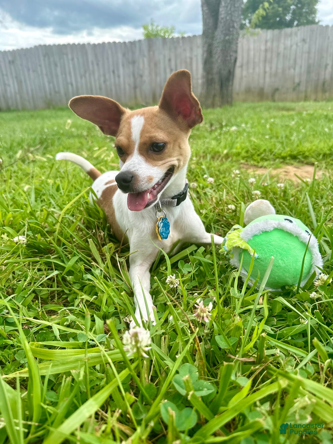 Chihuahua dogs for sale: Willow - Image 8