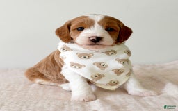 Mini Goldendoodle dogs for sale: Dallas - Image 6