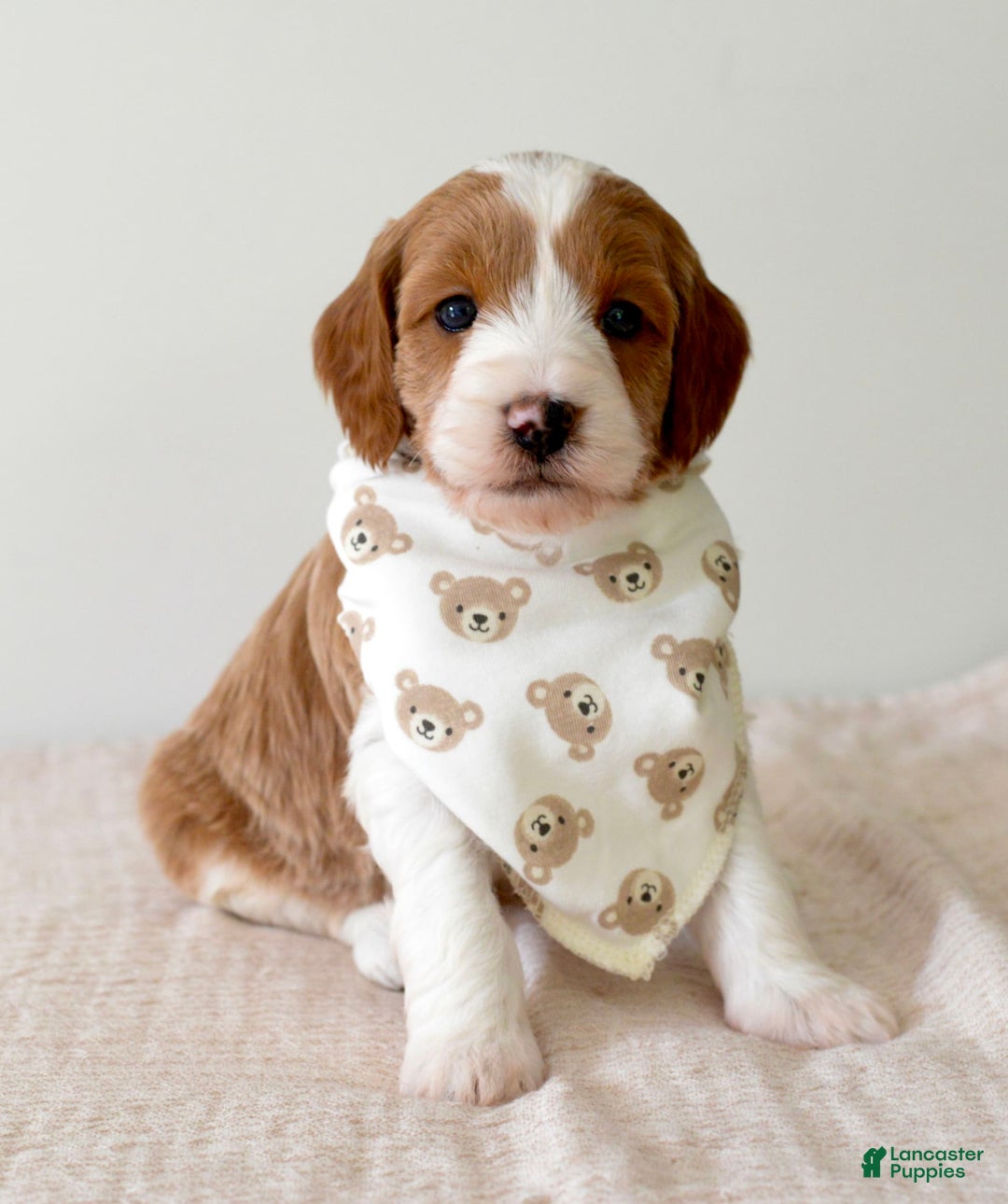 Mini Goldendoodle dogs for sale: Dallas - Image 6