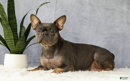 French Bulldog dogs for sale: Ember - Image 10