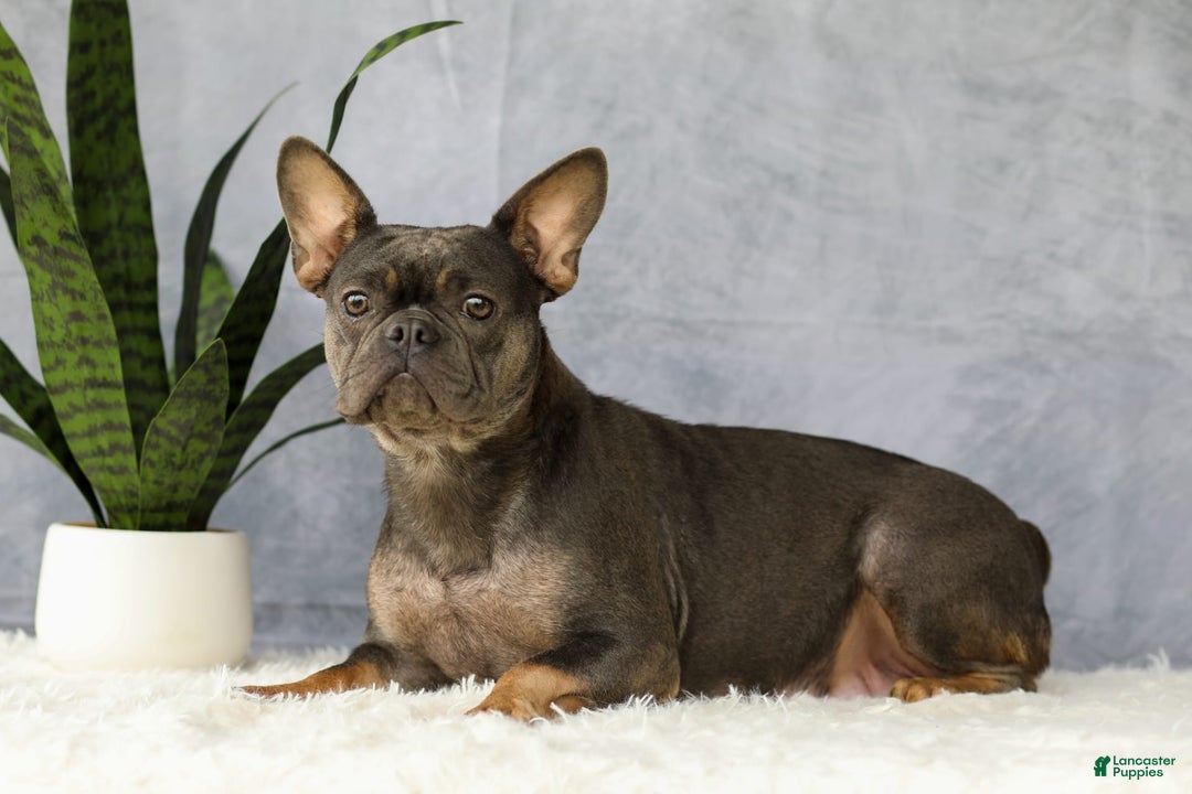French Bulldog dogs for sale: Ember - Image 10