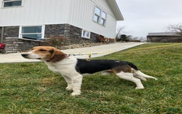 Beagle dogs for sale: Perry - Image 11