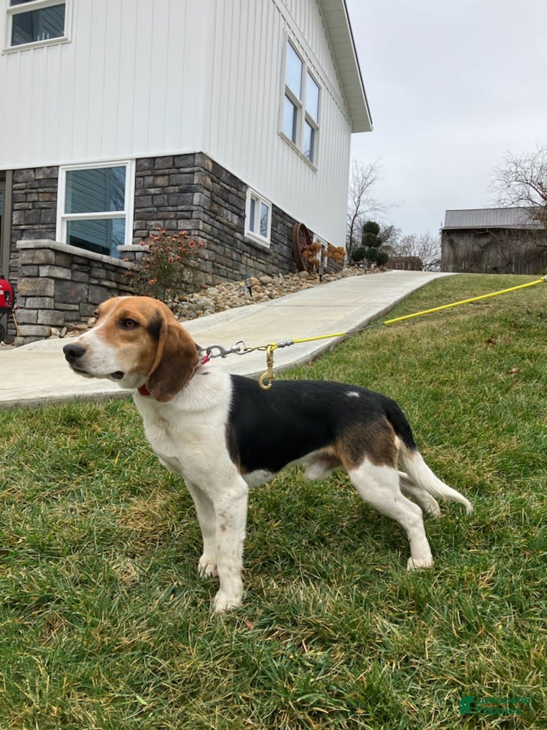 Beagle dogs for sale: Perry - Image 11