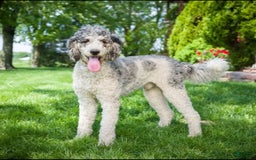 Bernedoodle dogs for sale: Sparky - Image 6