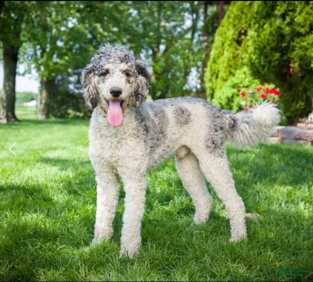 Bernedoodle dogs for sale: Sparky - Image 6