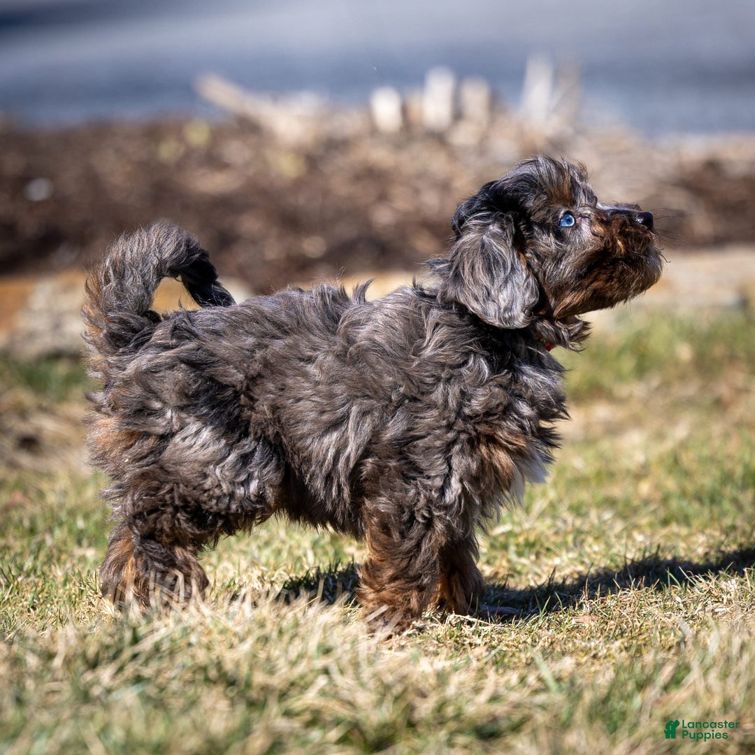 Cavapoo dogs for sale: Pumba - Image 7