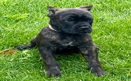 Cane Corso dogs for sale: Bonnie - Image 9