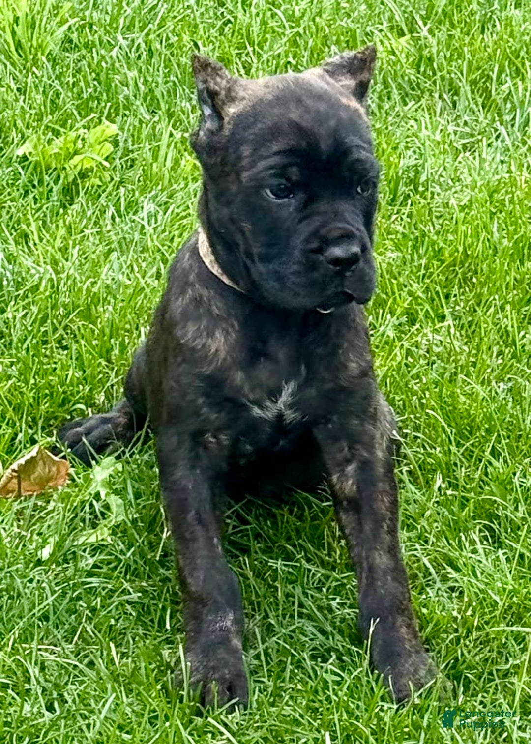 Cane Corso dogs for sale: Bonnie - Image 9