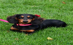 Miniature Dachshund dogs for sale: Lucky - Image 10