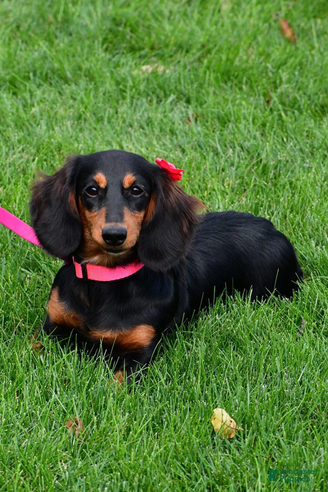 Miniature Dachshund dogs for sale: Lucky - Image 10