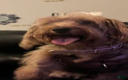 Yorkiepoo dogs for sale: Mocha - Image 3