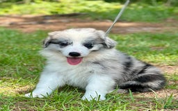 Border Collie dogs for sale: Slick - Image 3