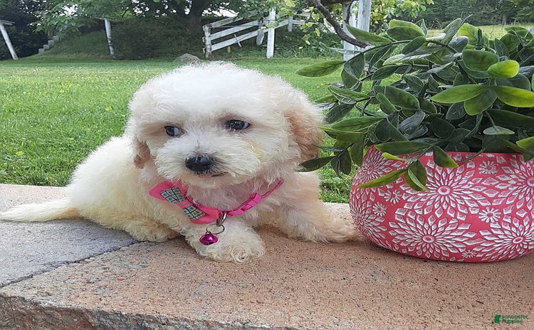 Bichpoo dogs for sale - Ad 1