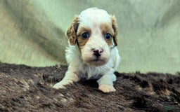 Cavapoo dogs for sale: Buzz - Image 5