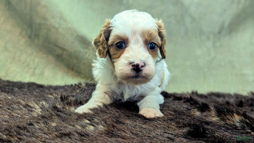 Cavapoo dogs for sale: Buzz - Image 5