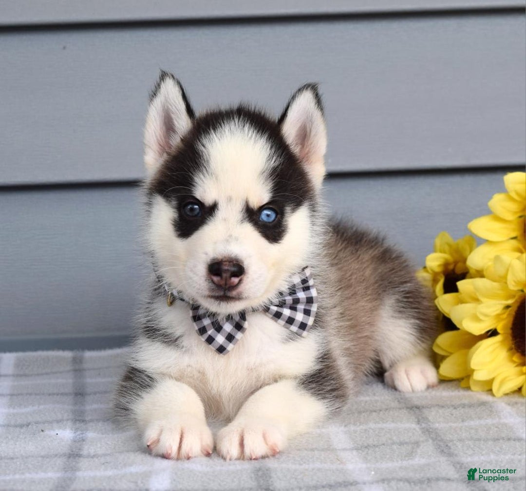Siberian Husky dogs for sale: Chance - Image 6