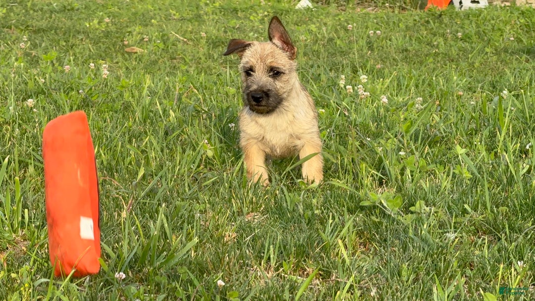 Cairn Terrier dogs for sale: Carol - Image 4