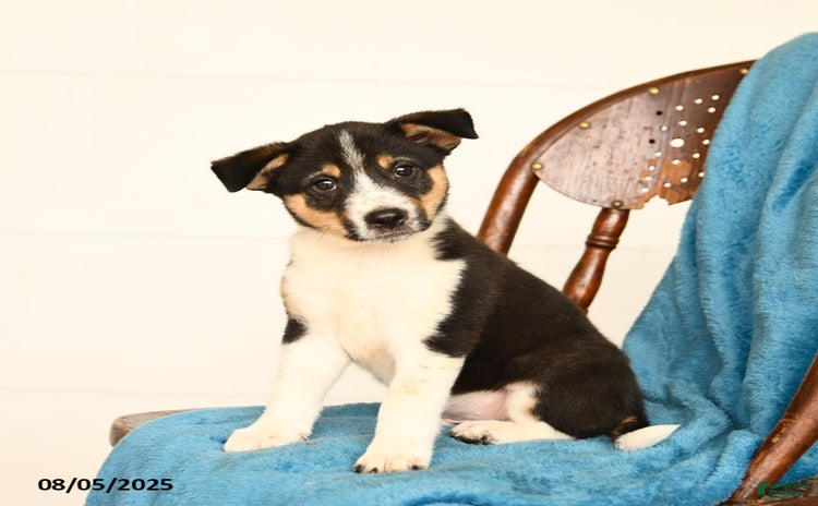 Australian Cattle Dog dogs for sale - Ad 2