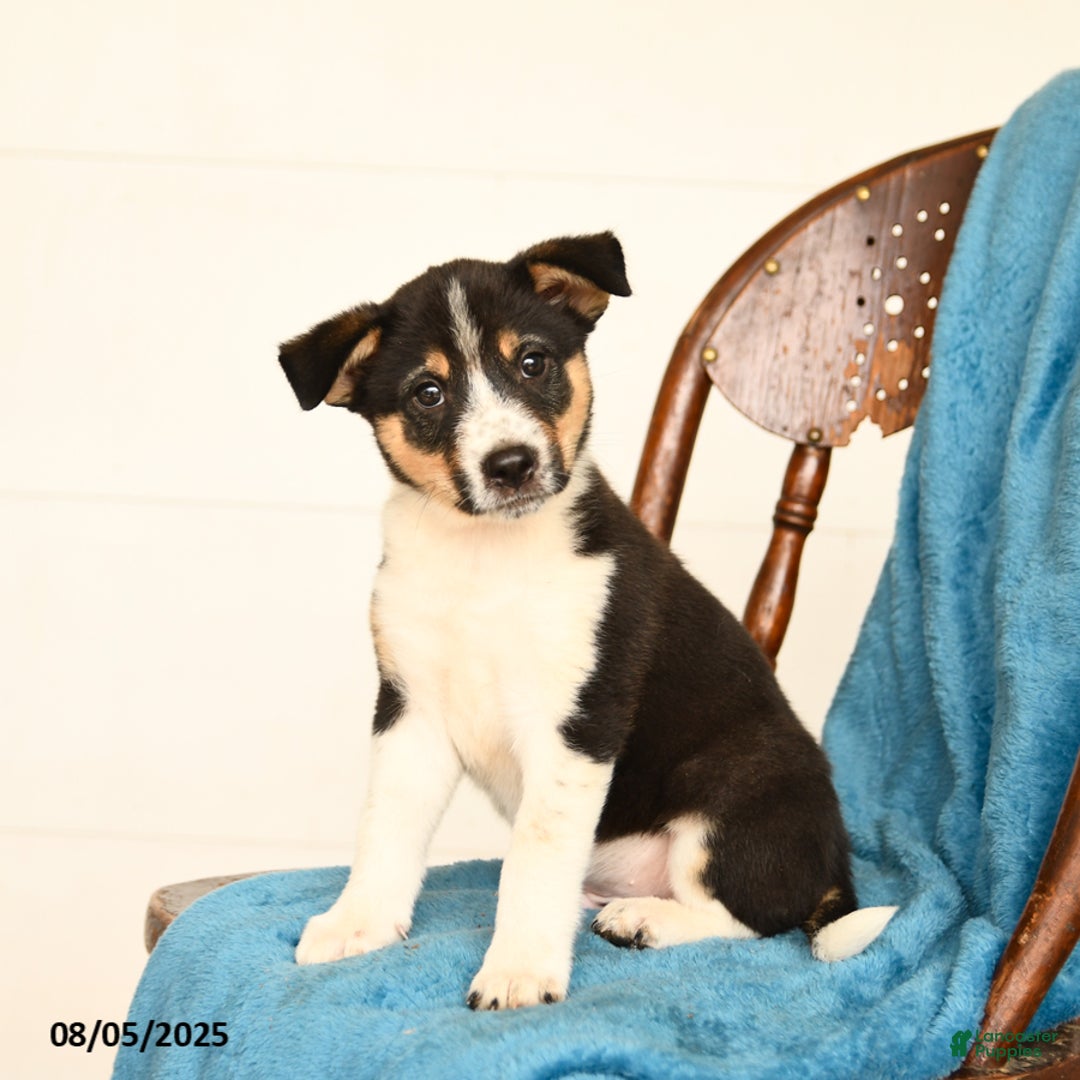 Australian Cattle Dog dogs for sale: Carter - Image 1