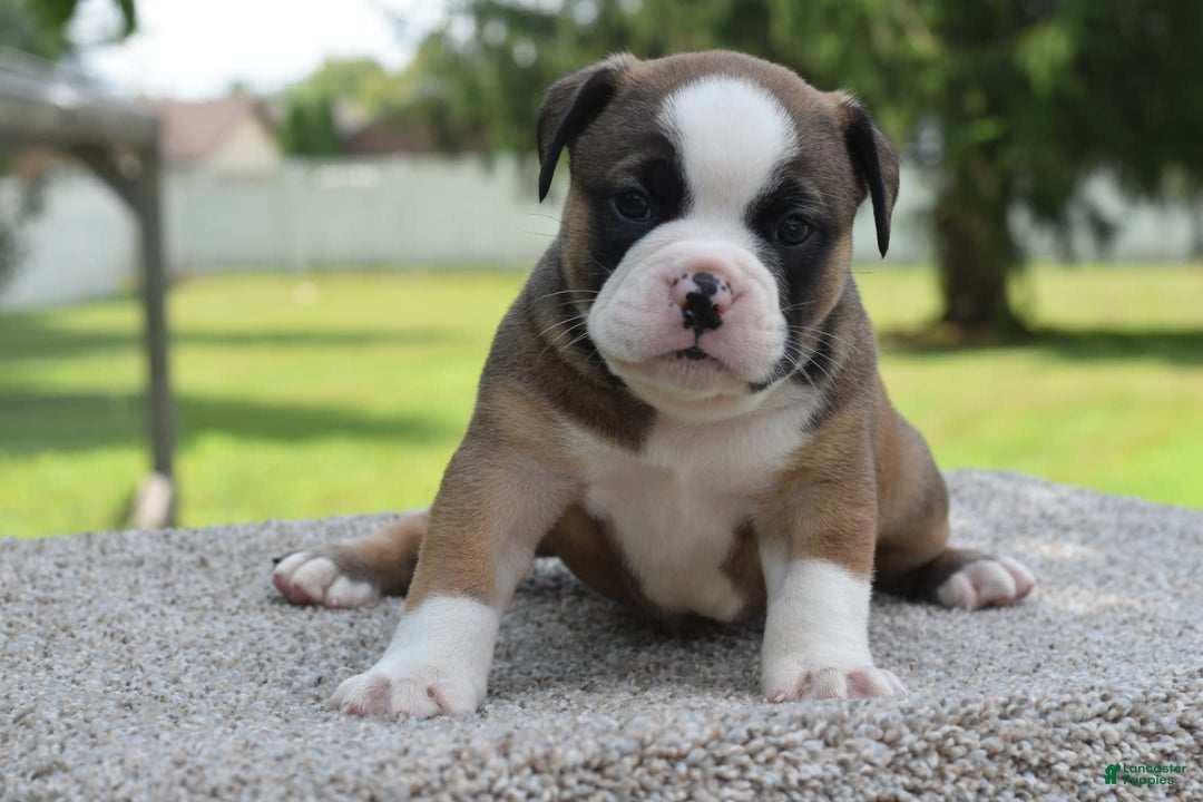 French Bulldog dogs for sale: Bentley mini bulldogge - Image 15