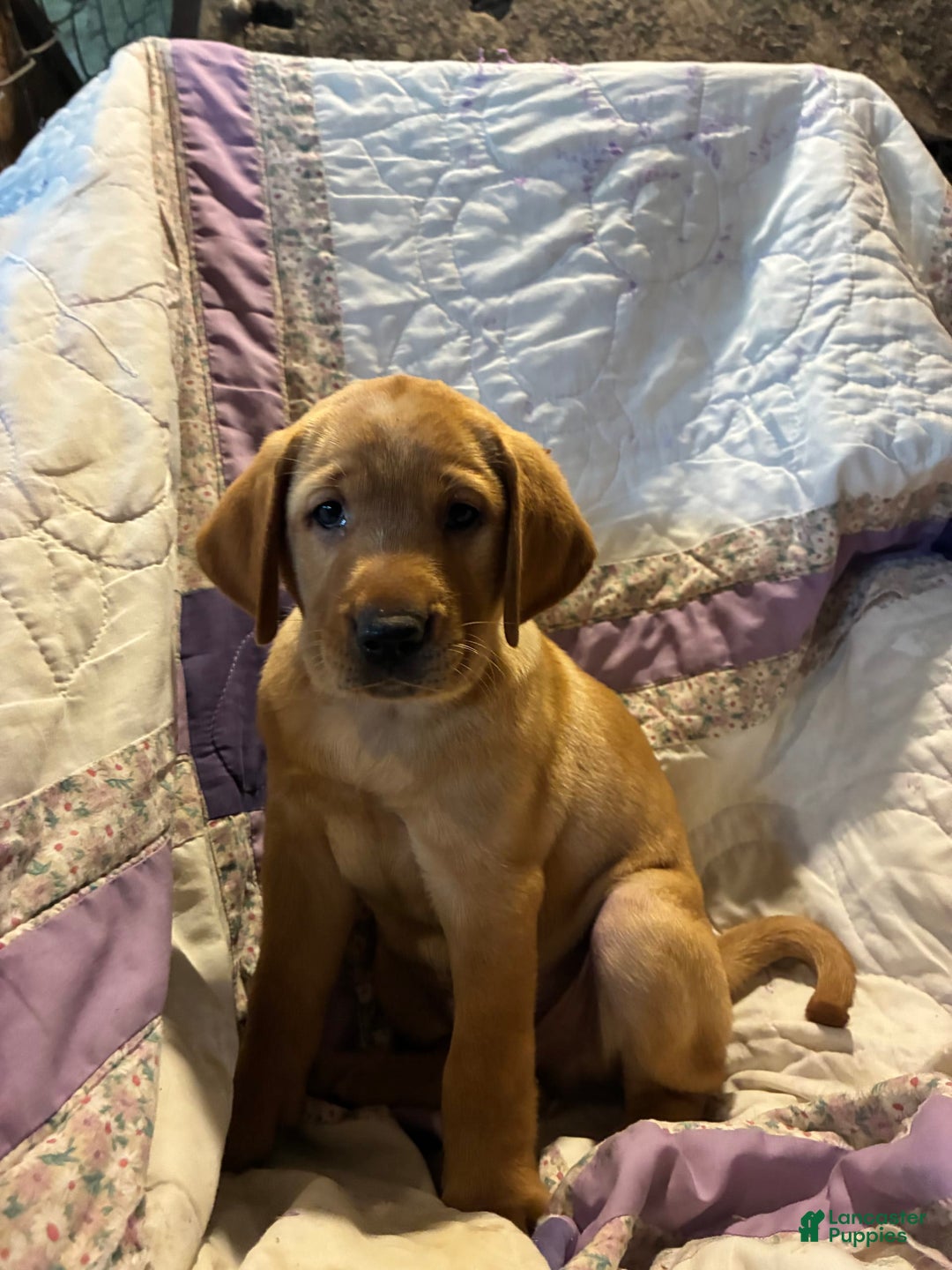 Labrador Retriever dogs for sale: Max - Image 2