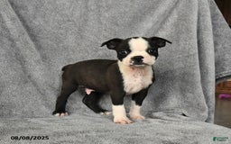 Boston Terrier dogs for sale: Luke - Image 1