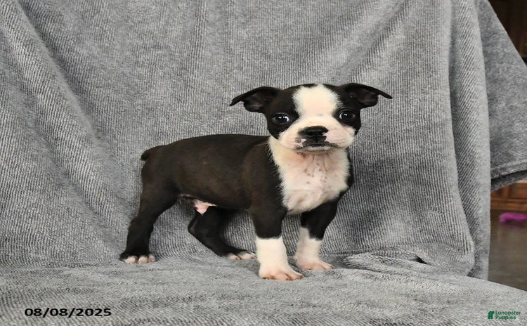Boston Terrier dogs for sale - Ad 2