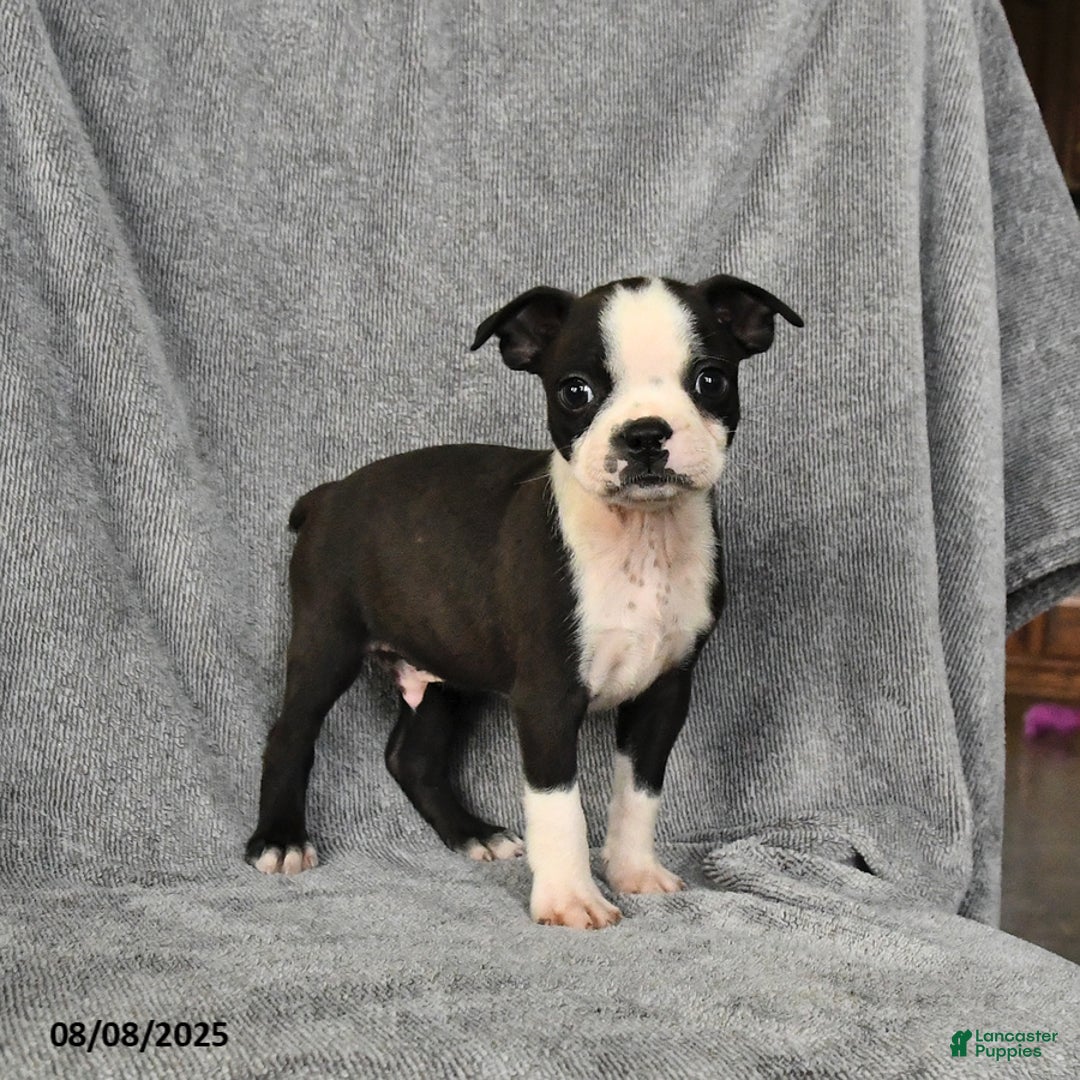 Boston Terrier dogs for sale: Luke - Image 1