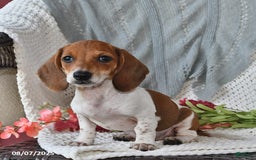 Miniature Dachshund dogs for sale: Miniature Dachshund 6 puppies - Image 6