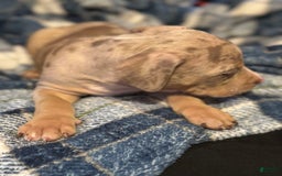 American Bully dogs for sale: Rocky - Image 5