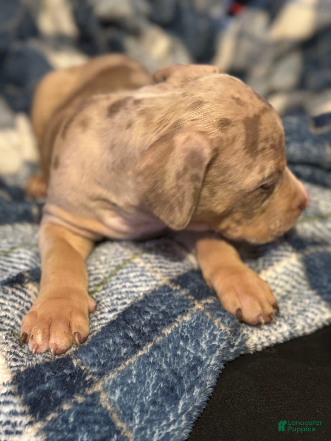 American Bully dogs for sale: Rocky - Image 5
