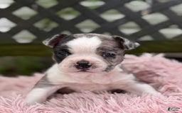 Frenchton dogs for sale: Jaida - Image 19