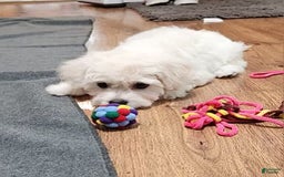 Cavachon dogs for sale: Destin - Image 2