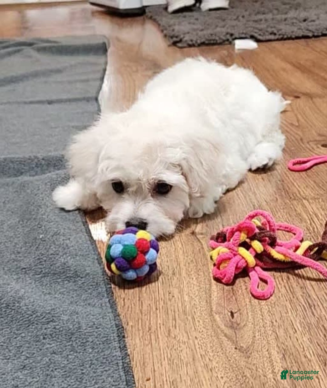 Cavachon dogs for sale: Destin - Image 2