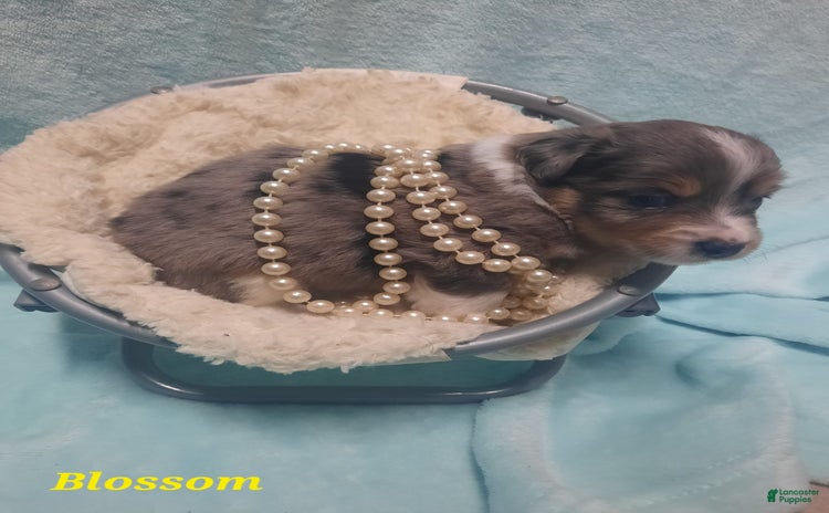 dogs for sale - Ad 1