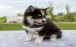 Pomsky dogs for sale: Bluey - Image 10