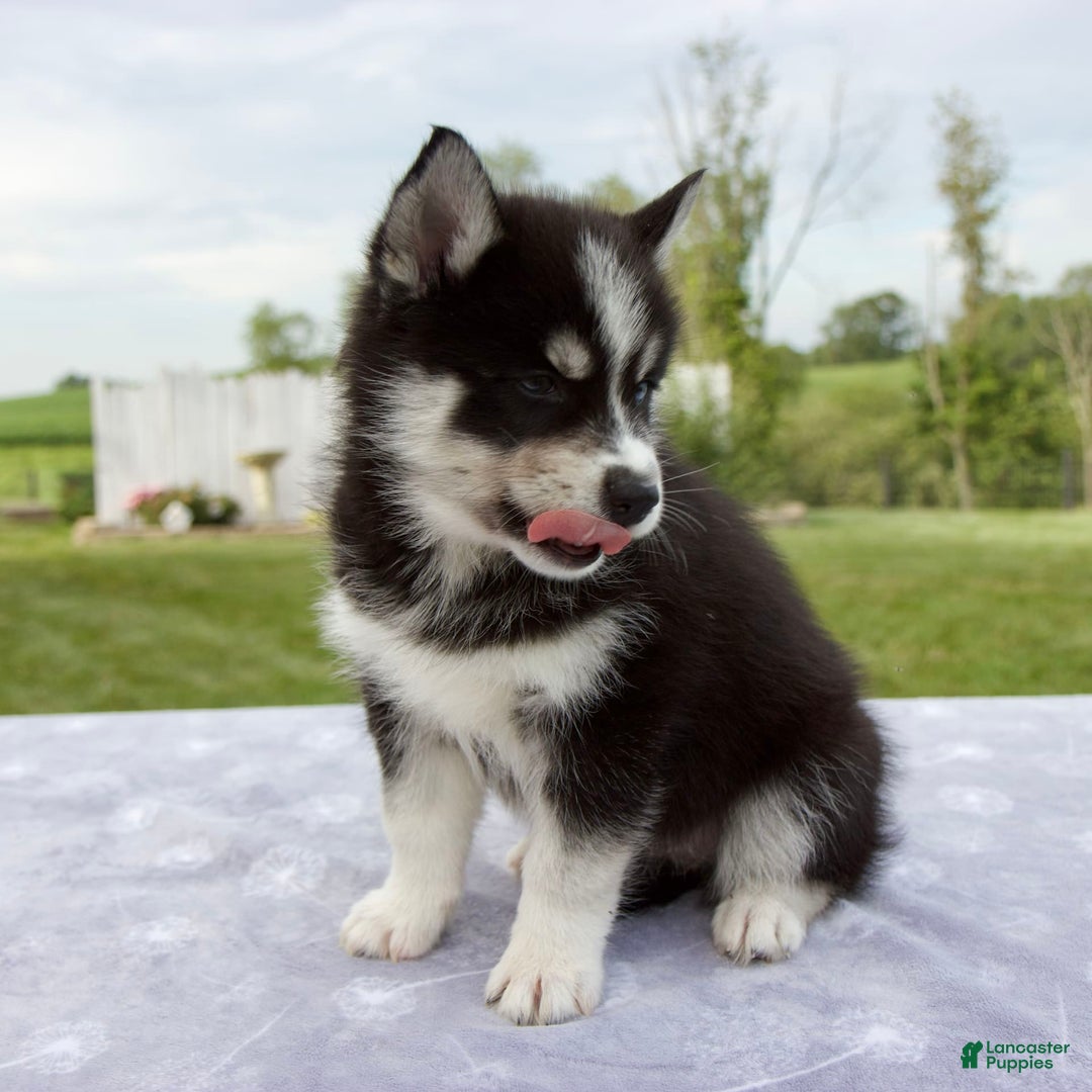 Pomsky dogs for sale: Bluey - Image 10