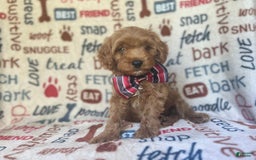 Cavapoo dogs for sale: Trooper - Image 4