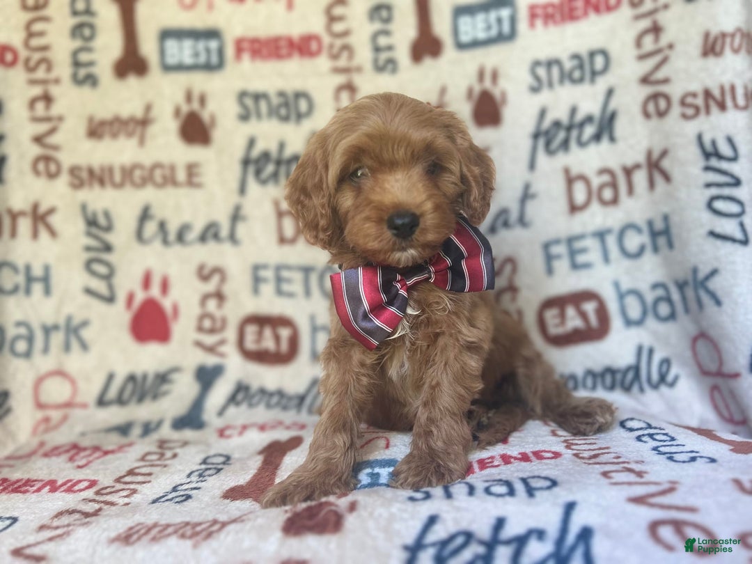 Cavapoo dogs for sale: Trooper - Image 4
