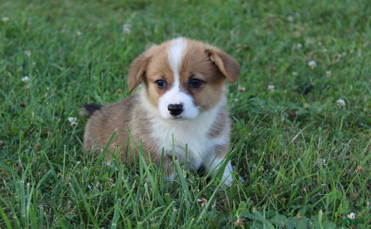 Welsh Corgi Pembroke dogs - Advert 33