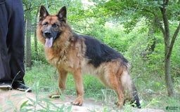 German Shepherd dogs for sale: Tessa - Image 6