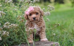 Havapoo dogs for sale: Tabby - Image 9