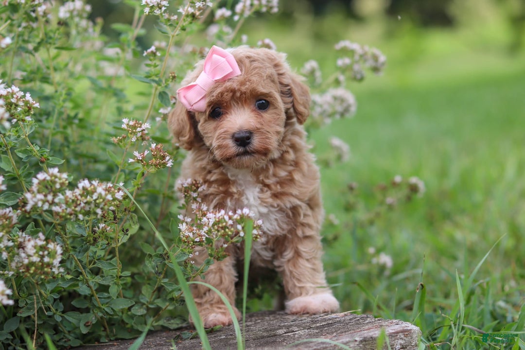 Havapoo dogs for sale: Tabby - Image 9