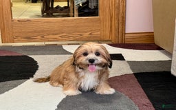 Lhasa Apso dogs for sale: Janie - Image 5