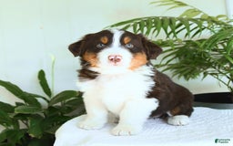 Australian Shepherd dogs for sale: Butterscotch - Image 1