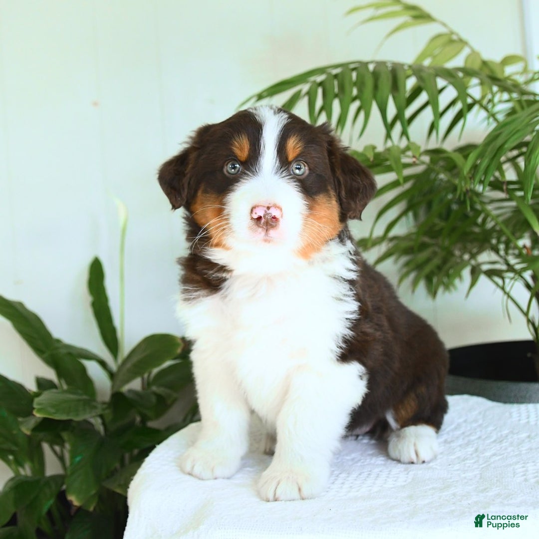 Australian Shepherd dogs for sale: Butterscotch - Image 1