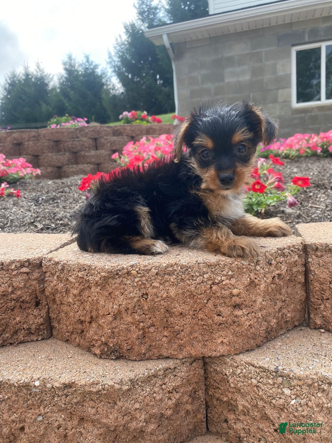 Yorkshire Terrier dogs for sale: Lux - Image 7