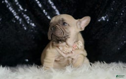 French Bulldog dogs for sale: Hazelnut - Image 3